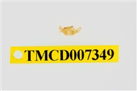 藏品(雙色澤蟹)的圖片